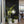 Noir Oak Acoustic Slat Panels 94.5